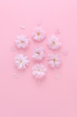 Fototapeta na wymiar flat lay pink background with sakura fresh flowers