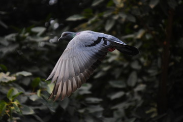 great blue heron in flight