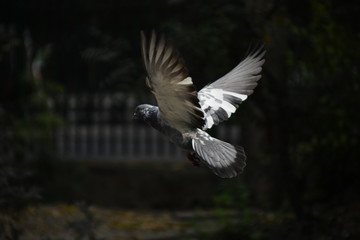 pigeon in flight