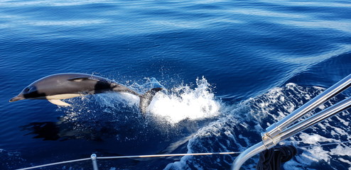 Dolphins in the Algarve, Portugal 