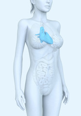 Naklejka premium Heart of a woman, medically illustration