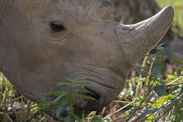 Fototapeta premium Nashorn Kopf Nahaufnahme Augsburg Zoo