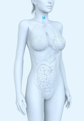 Naklejka premium Thyroid gland of a woman, medically illustration