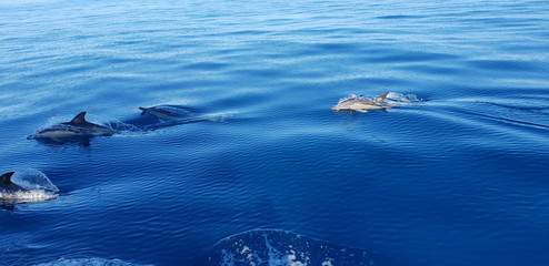 Dolphins in the Algarve, Portugal 
