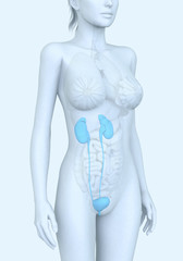 Urinary system of a woman, medically illustration, 3D