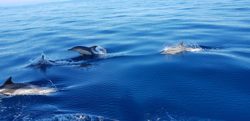 Obraz premium Dolphins in the Algarve, Portugal 