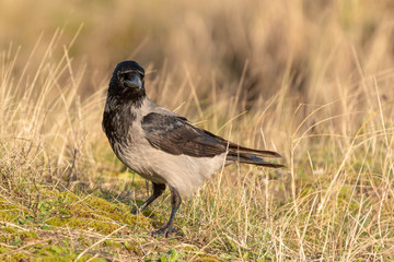 Hooded Crow on Ground