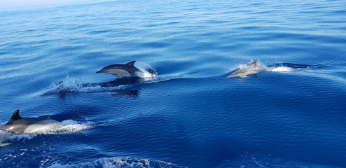 Dolphins in the Algarve, Portugal 