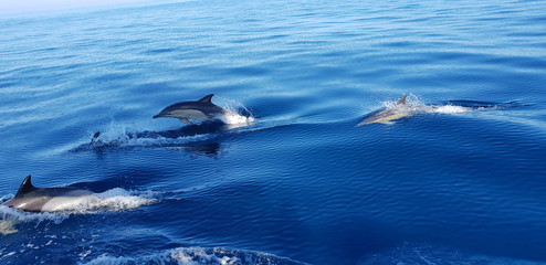 Dolphins in the Algarve, Portugal 