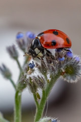 Obraz premium coccinelle