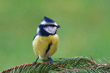Eurasian blue tit