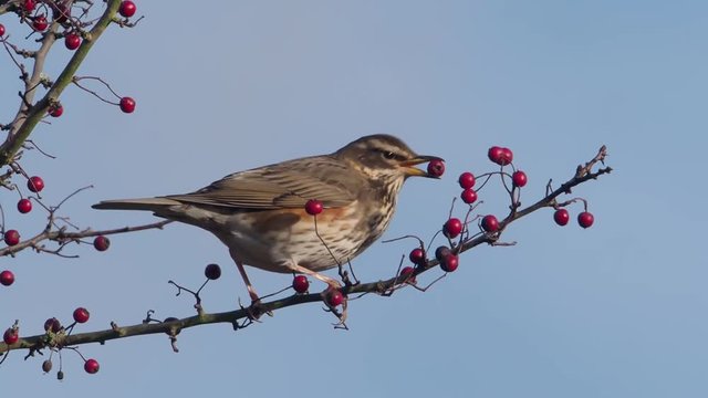 Redwing, Turdus iliacus, single bird on Hawthorn berry bush