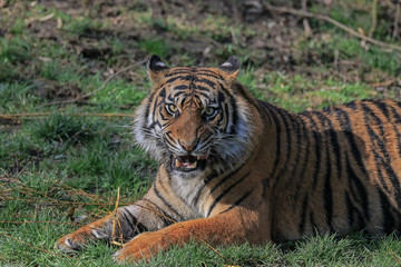 Sumatratiger Augsburg Zoo
