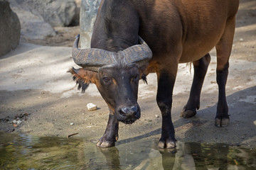 Wasserbüffel Augsburg Zoo