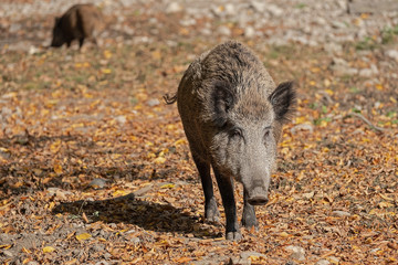 Wildschein Herbst