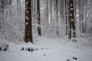 verschneiter Wald beim Tanzplan (Sebnitz)