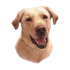 Illustration of Golden Labrador Retriever isolated on white background. Guide dog, a disability assistance dog. Animal art collection: Dogs. Hand Painted Illustration of Pet. Good for T-shirt, pillow