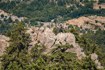 Pine forest in the mountains on the island of Rhodes
