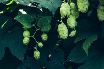 Green fresh hop cones for making beer and bread closeup, agricultural background. hops leaves...