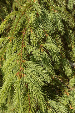 Paws of green fir closeup. Spruce branch as natural background.