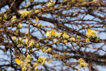 Many Yellow butterflies on a tree
