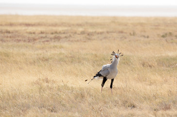  Secretary-bird in Etosha park