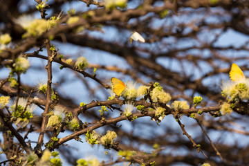 Many Yellow butterflies on a tree