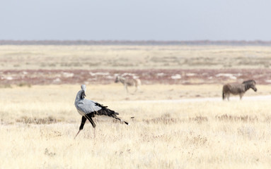  Secretary-bird in Etosha park