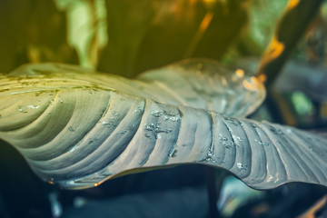 Tropical wet bright green leaves background with water droplets, fern, palm, floral jungle pattern concept background, close up