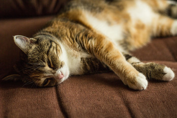 Fototapeta na wymiar Beautiful cat sleeping on bad. Image is intentionally toned