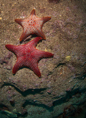 Starfish in the Galapagos.