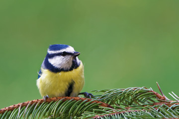 Eurasian blue tit