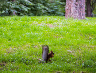 Squirrel in the Park