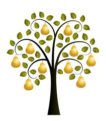 golden pear tree
