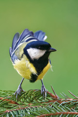 Great tit (Parus major)