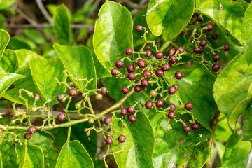 Possum grape vine (Cissus verticillata) fruit closeup - Long Key Natural Area, Davie, Florida, USA