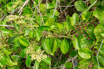 Possum grape vine (Cissus verticillata) - Long Key Natural Area, Davie, Florida, USA