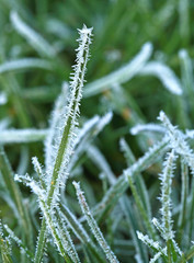 Givre sur des brins d'herbe