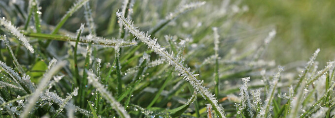 Givre sur des brins d'herbe