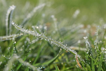 Givre sur des brins d'herbe
