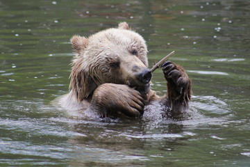 Fototapeta premium Braunbär