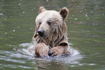 Braunbär