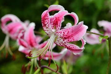 Japanese lilies (lilium speciosum) © tom