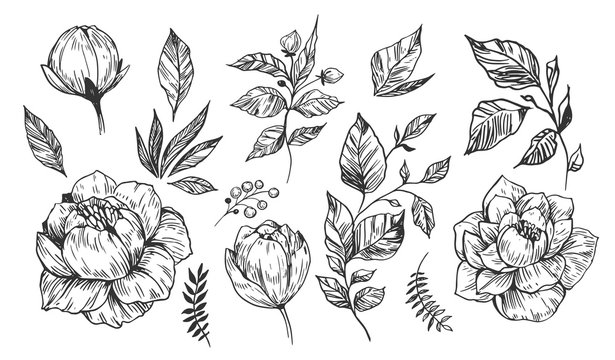 Set of peonies with leaves. Floral elements for design. Vector. Isolated
