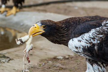 Steller's Sea-Eagle (Haliaeetus pelagicus).