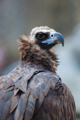  Cinereous Vulture (Aegypius monachus).
