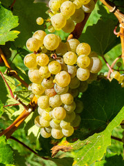 Fototapeta premium grapes