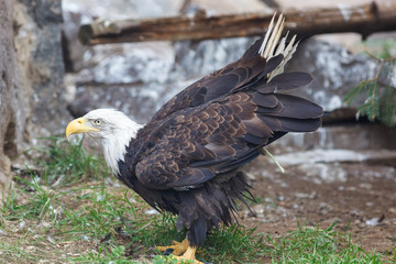 Fototapeta premium Bald Eagle (Haliaeetus leucocephalus).