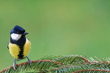 Great tit (Parus major)