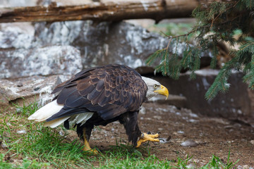 Bald Eagle (Haliaeetus leucocephalus).